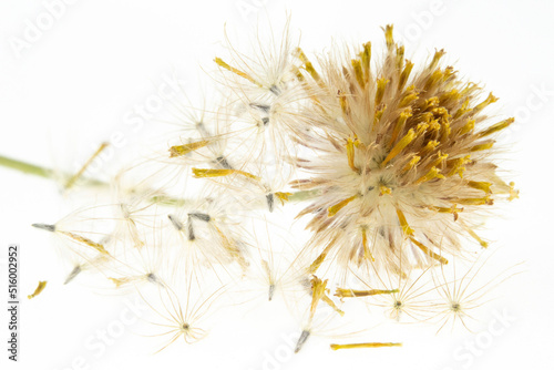 flower isolated on white