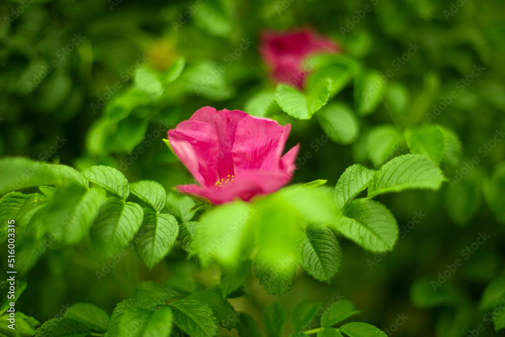 Rose on bush. Flower in garden. Bushes of plants.