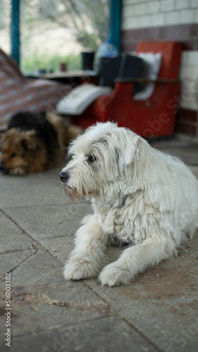 Dog with white coat. Pet guards door.