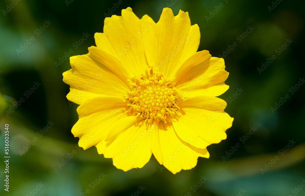 Closeup of yellow flower in the garden Closeup of yellow flower in the garden