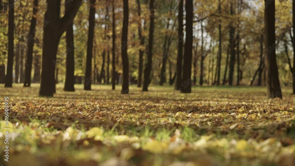 Slow motion background of autumn park with falling leaves Slow motion background of autumn park with falling leaves