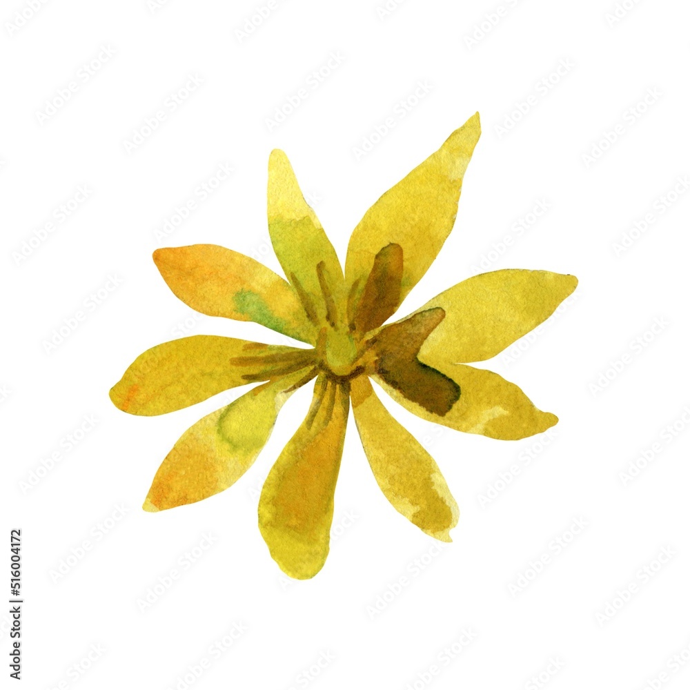 Fototapeta premium star anise and cinnamon