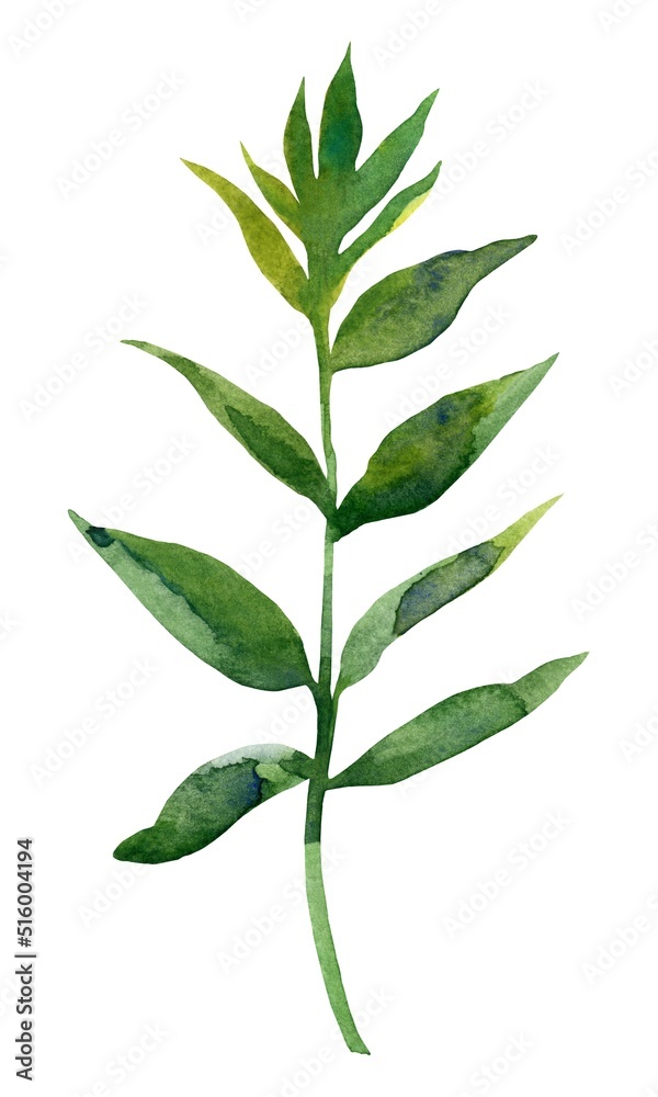 Fototapeta premium leaf isolated on white background