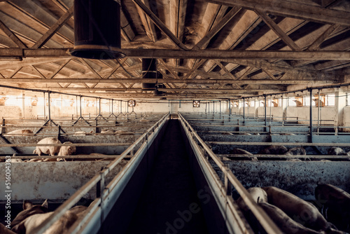 Pig farm and growing. The pigs in pens at pig farm. © dusanpetkovic1