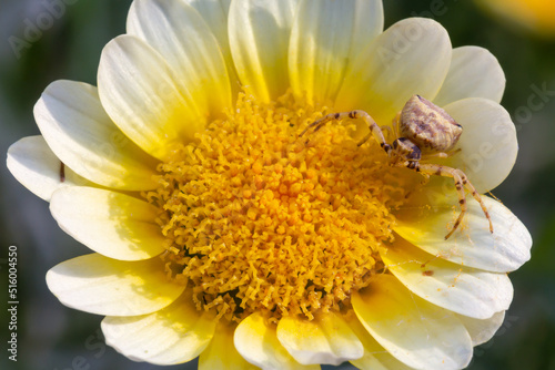 A close up look of a spider on a yellow flower