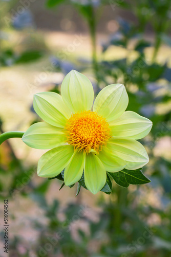 A close View of a Yellow Dalia Flower On A Natural Background
