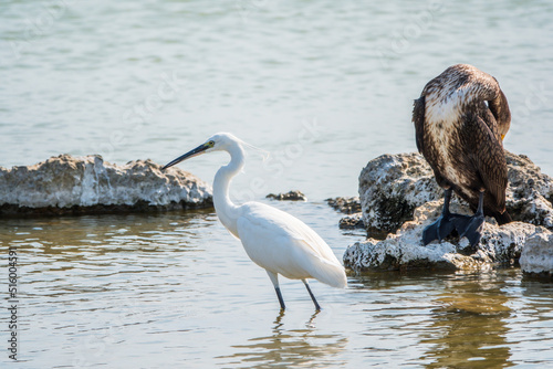 Small white heron  or Little egret  Egretta garzetta  and Great cormorant  Phalacrocorax carbo  sitting on a cliff and looking for fish in shallow water