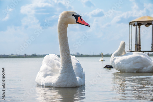 Graceful white Swan swimming in the lake  swans in the wild. Portrait of a white swan swimming on a lake.