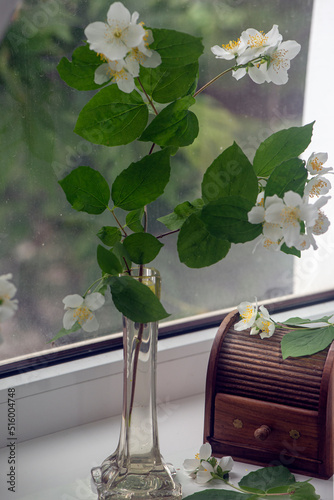 Jasmine bloom.Jasmine spring mood. Fresh, rich scent of jasmine.