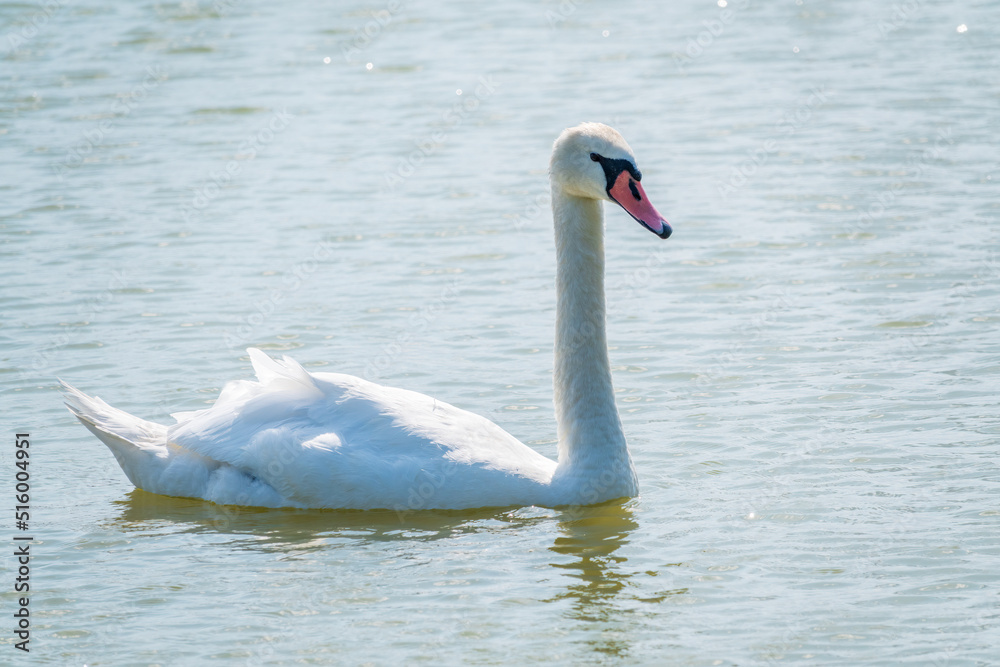 Obraz premium Graceful white Swan swimming in the lake, swans in the wild. Portrait of a white swan swimming on a lake.