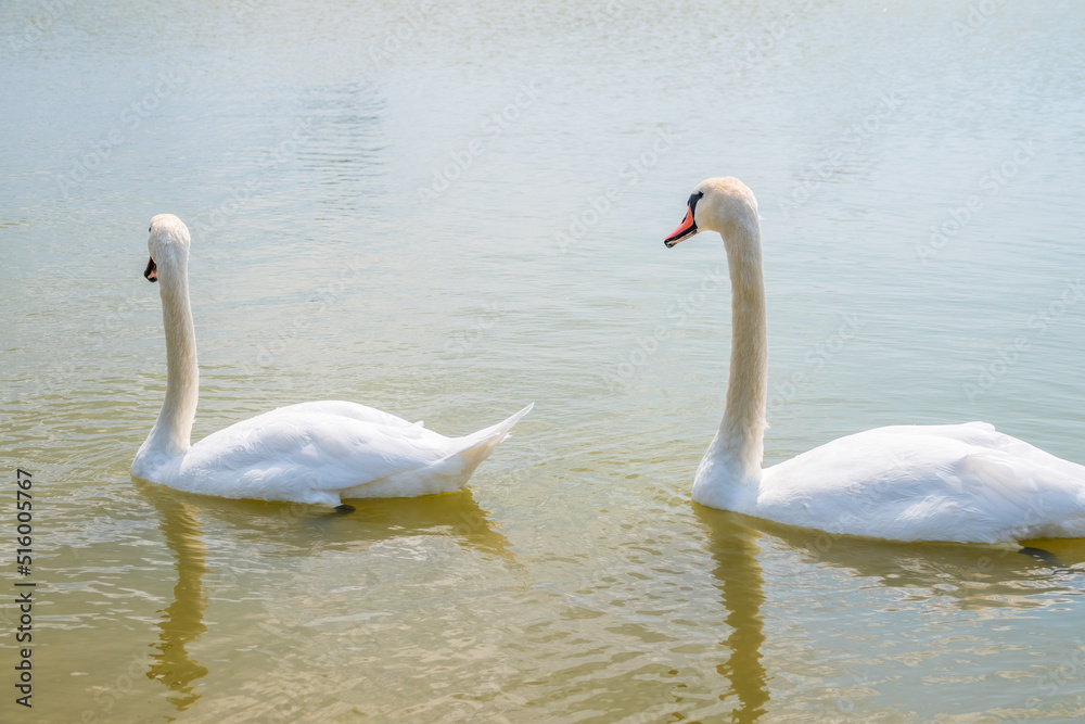 Two Graceful white Swans swimming in the lake, swans in the wild Two Graceful white Swans swimming in the lake, swans in the wild