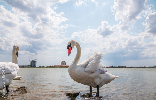 A large flock of graceful white swans swims in the lake., swans in the wild