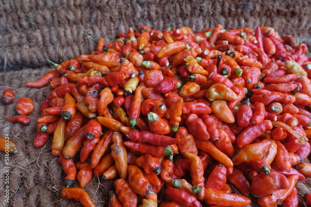 Cayenne pepper (Capsicum frutescens) is a fruit and plant member of the genus Capsicum whose fruit grows towering upwards. Cayenne pepper (Capsicum frutescens) is a fruit and plant member of the genus Capsicum whose fruit grows towering upwards.