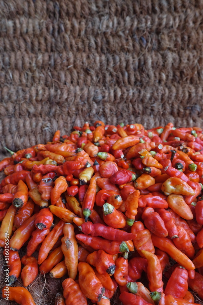 Cayenne pepper (Capsicum frutescens) is a fruit and plant member of the genus Capsicum whose fruit grows towering upwards. Cayenne pepper (Capsicum frutescens) is a fruit and plant member of the genus Capsicum whose fruit grows towering upwards.