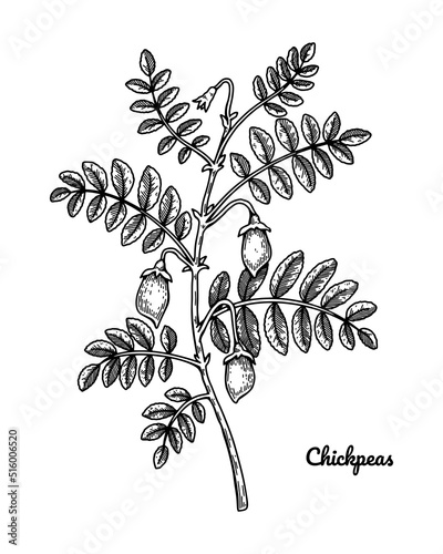 Hand drawn chickpeas branch with leaves and pods. Botany vector illustration in sketch style