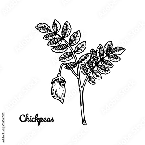 Hand drawn chickpeas branch with leaves and pod. Botany vector illustration in sketch style