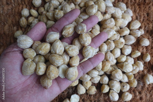Hand holding a hazelnut fruit that contains many nutrients.