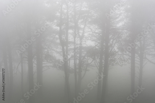 fog in the forest. Nature. Wheather. Winter.