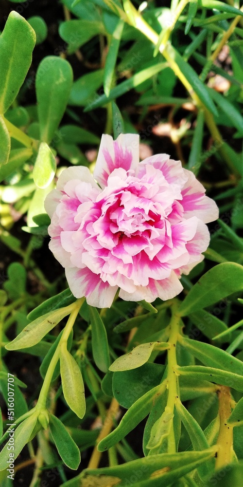 pink rose in garden pink rose in garden