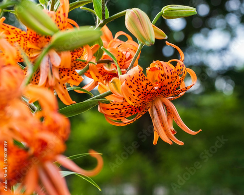 side view of a double tiger lily bloom in the back garden