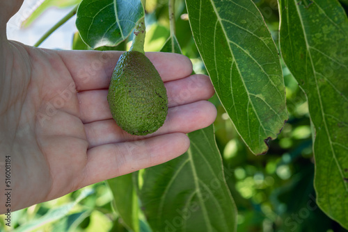 Close-up of farmer's hand and a young hass avocado hanging on a tree in the orchard