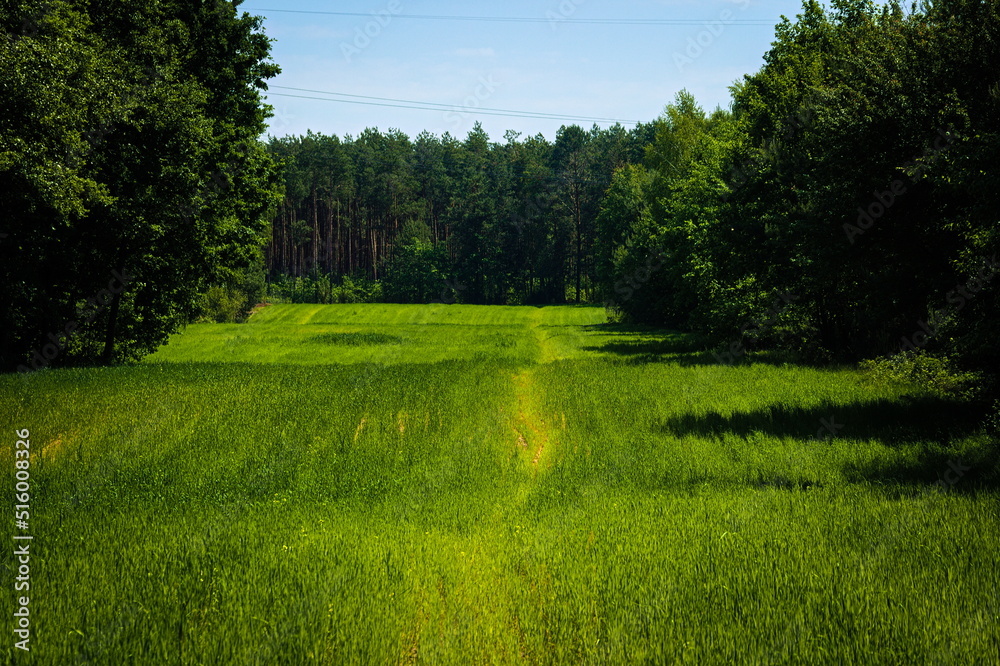 Obraz premium grass field