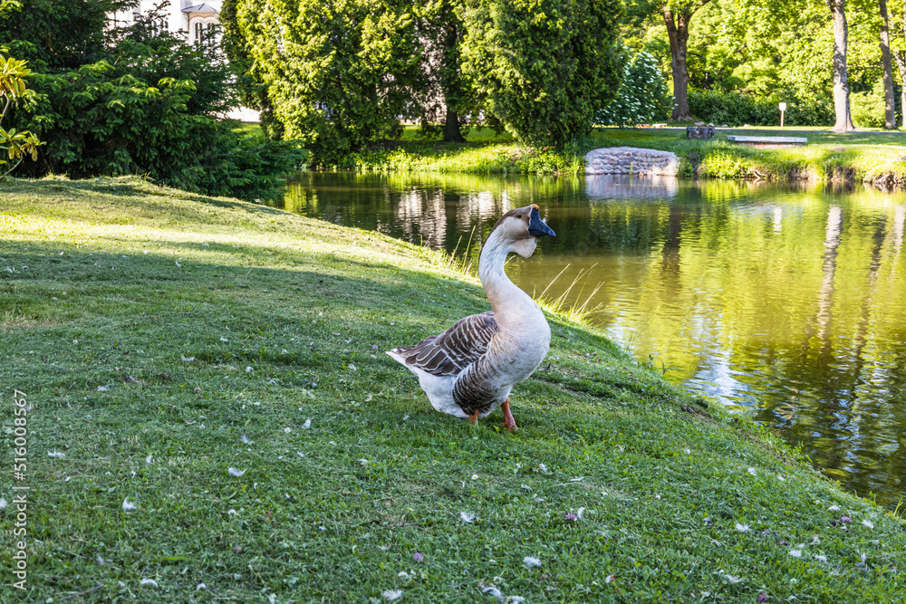 Wild ducks stand on the grass near the pond Wild ducks stand on the grass near the pond