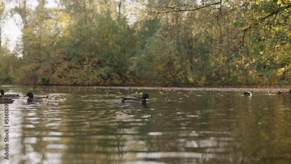 Slow motion small lake or pond with fallen leaves and duck swimming in autumn Slow motion small lake or pond with fallen leaves and duck swimming in autumn