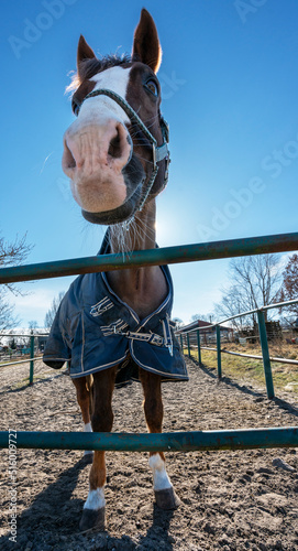 Pferd auf der Koppel