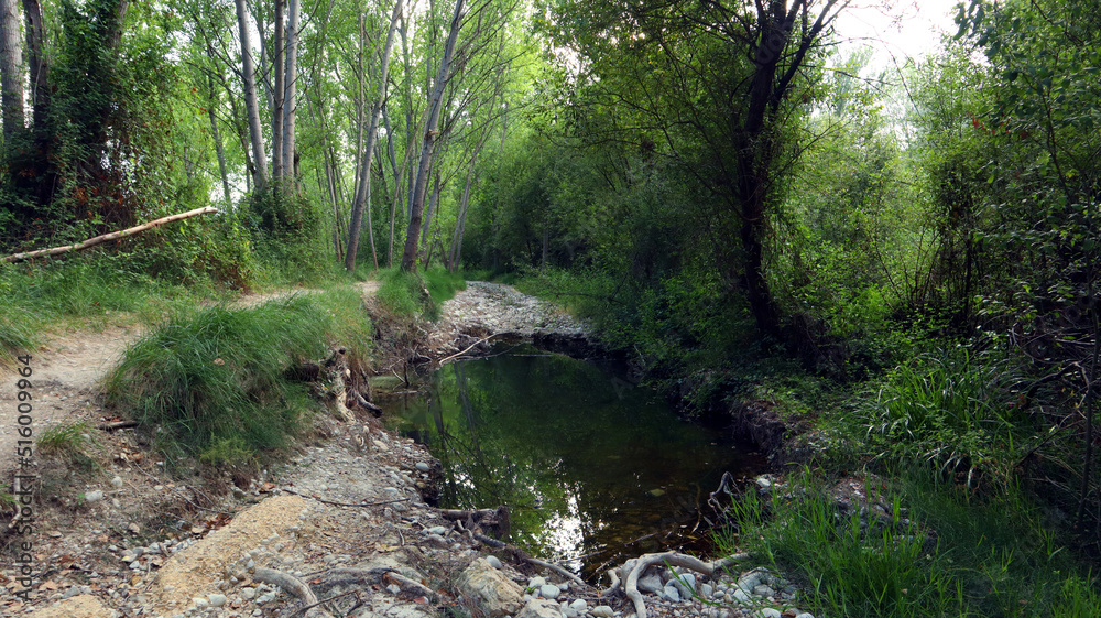 Small lake in the forest, tree roots, dark water, ferns, reeds, green trees, beautiful landscape. Serpis river, Spain Small lake in the forest, tree roots, dark water, ferns, reeds, green trees, beautiful landscape. Serpis river, Spain