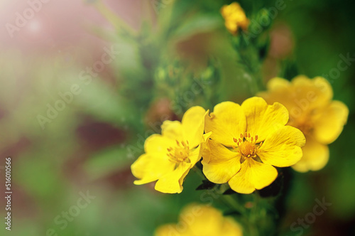 Beautiful summer field of yellow wildflowers, buttercup