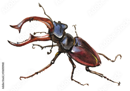 Canvas Print Stag beetle isolated on white background