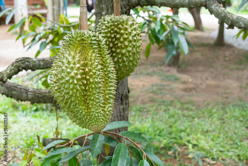 thailand fresh durians on tree