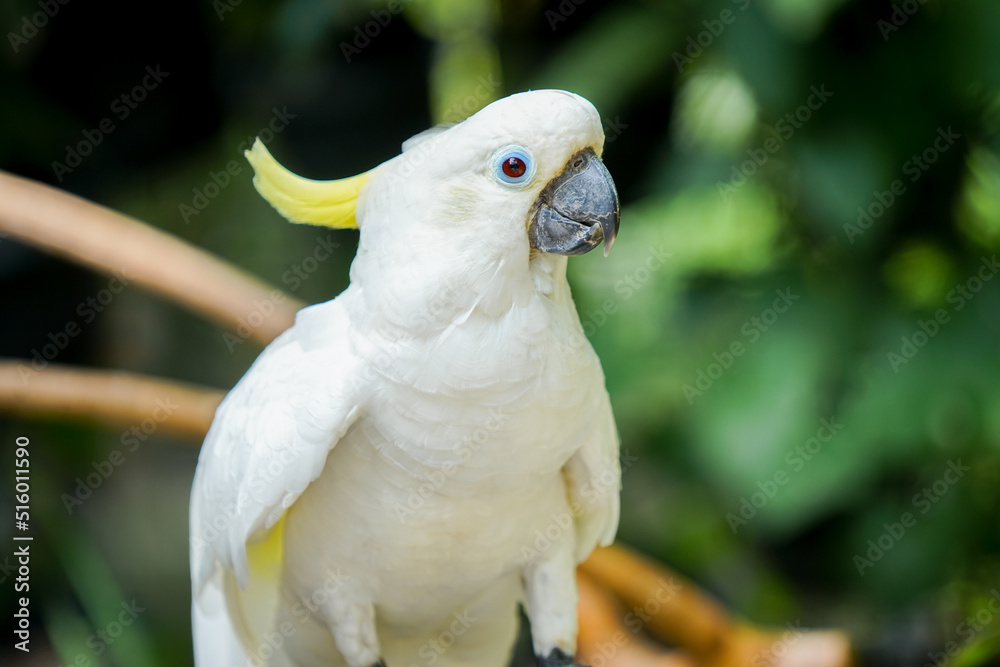 Picture of a yellow crested cockatoo standing on a branch and looking at the camera Picture of a yellow crested cockatoo standing on a branch and looking at the camera