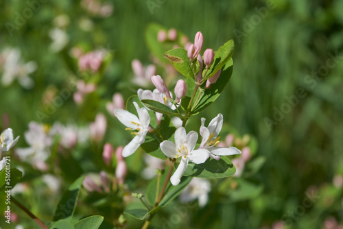 Frangula alnus flowering bush, blooming white flower close up detail, dark green leaves blurry background.