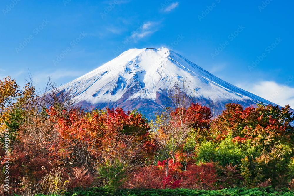 Fototapeta premium 富士山と紅葉 山梨県富士吉田市農村公園にて