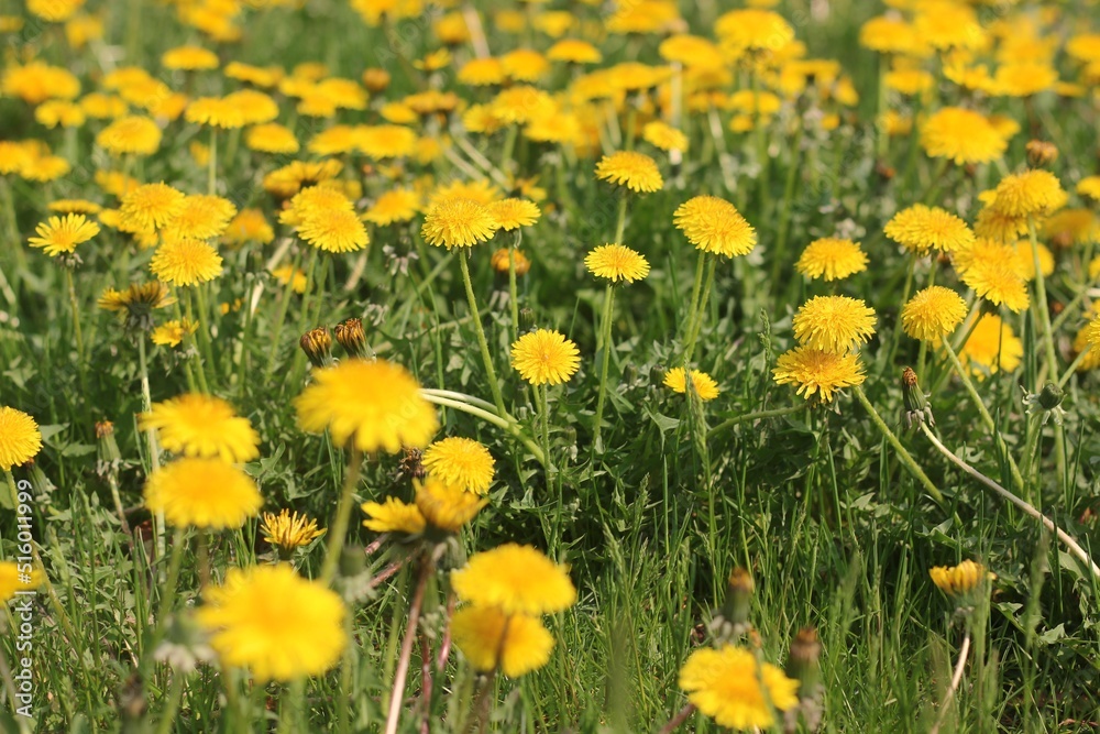 yellow dandelions in the grass