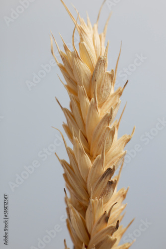 Ripe rye ear with grains close up photo