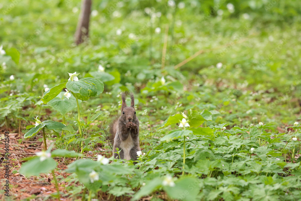 Fototapeta premium 帯広のエゾリス花の中でお食事