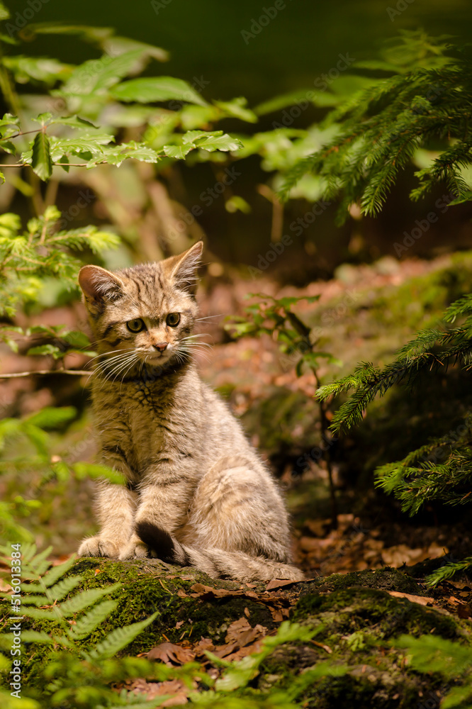 Obraz premium brown colored wild cat kitten (Felis silvestris) sitting in a forest staring forward