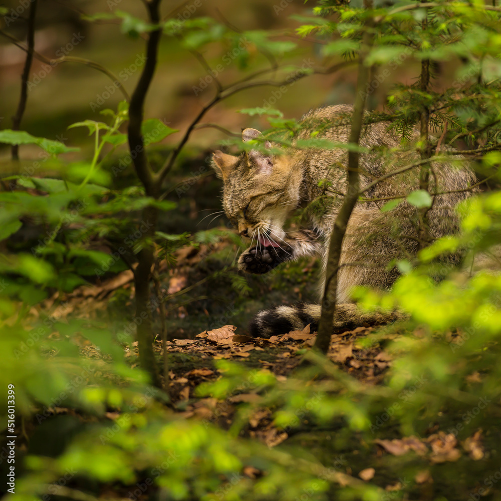 Wild cat having a rest on the ground on the braun fallen leaves in the deep shady forest. wildlife photography.