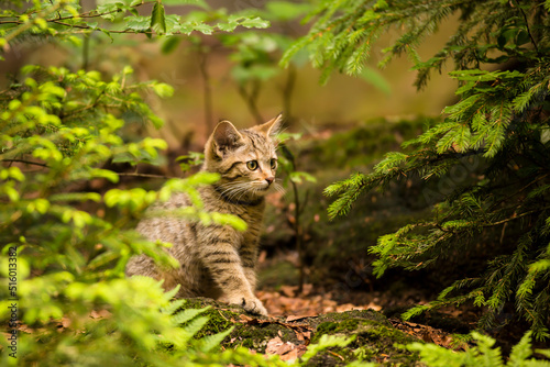 brown colored wild cat kitten (Felis silvestris) sitting in a forest staring forward