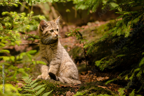 brown colored wild cat kitten (Felis silvestris) sitting in a forest staring forward