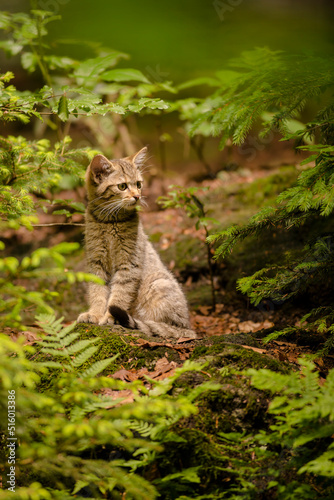 brown colored wild cat kitten (Felis silvestris) sitting in a forest staring forward © Martin