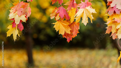 Red orange maple leaves on blurred background. Autumn background with colorful maple leaves. Copy space
