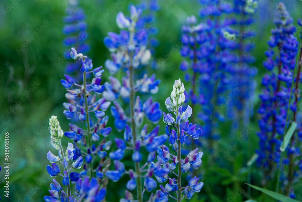 lupine field, blue and purple lupine flowers in the field 
