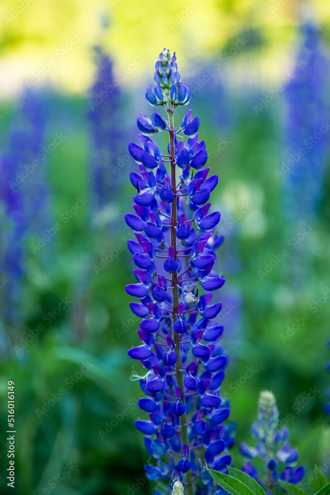 purple lupine flowers bloomed in a blooming field 