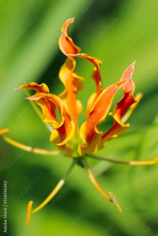 Bright orange yellow large “Gloriosa Superba”, flower head under the sun light, close up macro photograph. Bright orange yellow large “Gloriosa Superba”, flower head under the sun light, close up macro photograph.