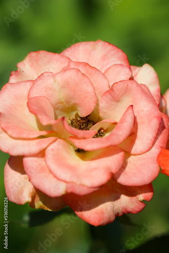 Large pink and white rose flower head, close up macro photography.
