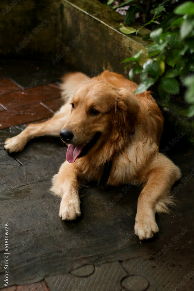 a beautiful, hairy golden retriever dog laying down and relaxing at evening in the rainy season a beautiful, hairy golden retriever dog laying down and relaxing at evening in the rainy season